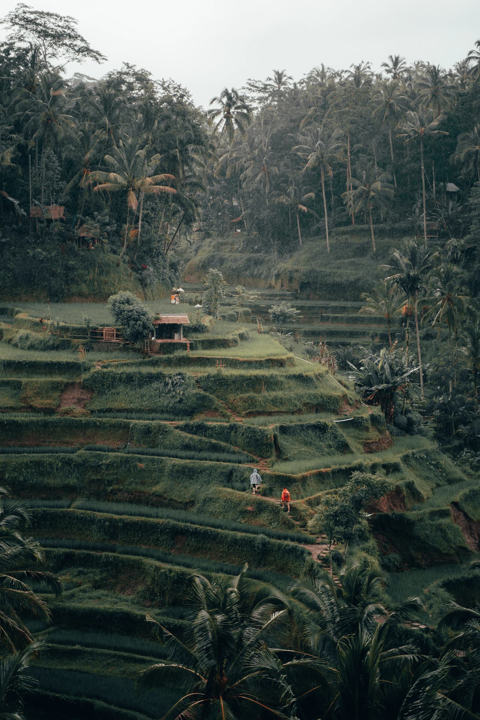 Lush rice terraces in Tegalalang near Ubud, Bali